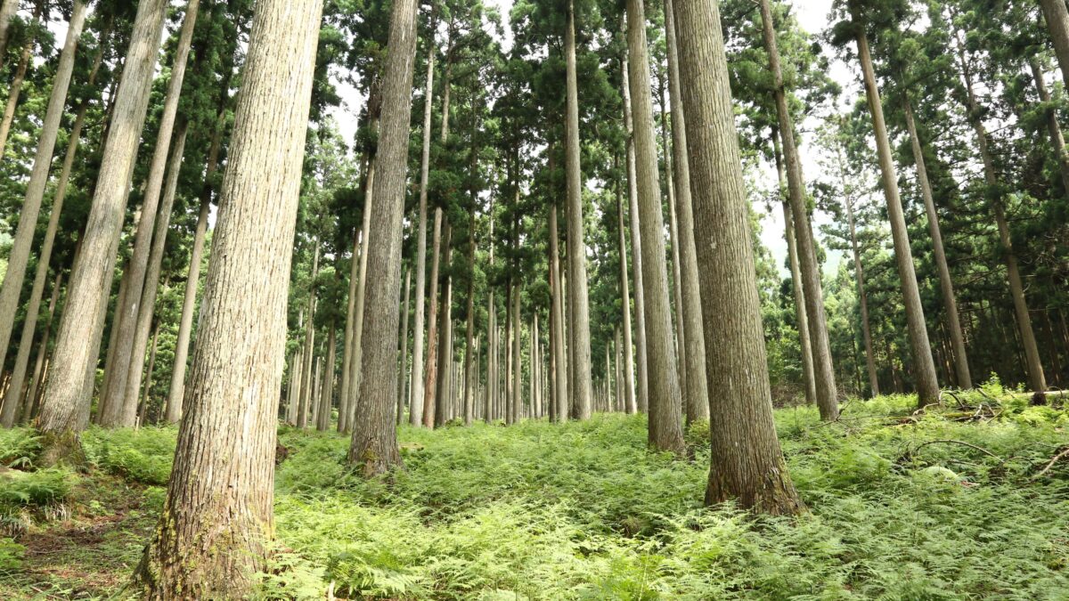 第2回：事例深掘り（1）岡山県西粟倉村 – 「百年の森林構想」とローカルベンチャーの聖地化